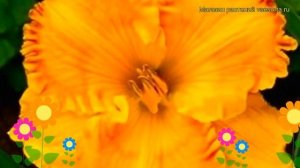 Лилейник гибридный Оранж Нассау. Краткий обзор, описание характеристик hemerocallis Orange Nassau