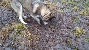 Забавные животные. Сибирская хаски Умка отличный землерой.