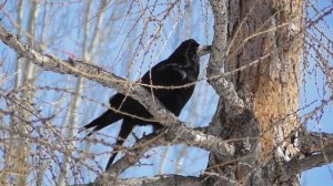 Грач ( Corvus frugilegus )