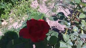 Роза Эль Торо