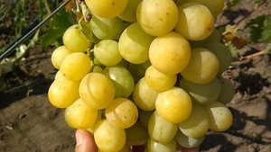 Виноград - Смарагд