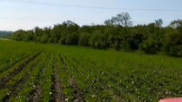 Прополка соняшника МТЗ-82 И КРН5.6