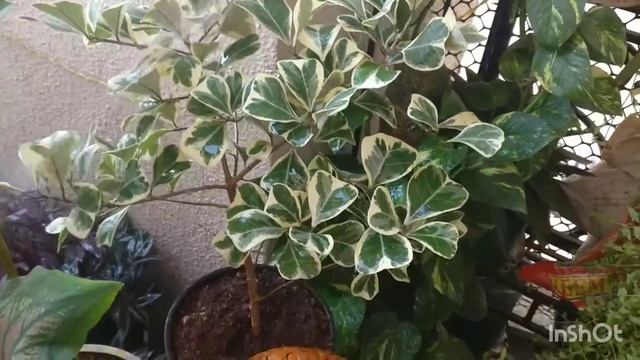 Ficus Triangularis Variegata Care/ Varigated Heart shaped Ficus easy care tips. Hindi video. смотреть онлайн