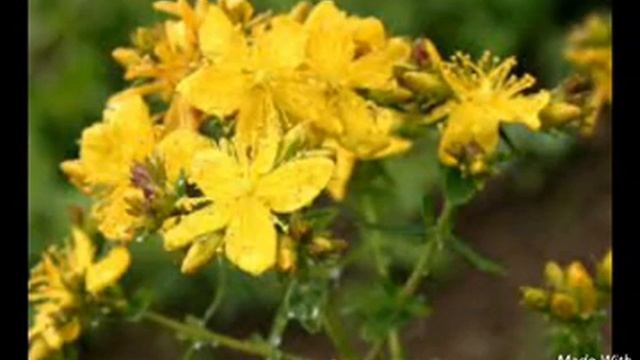 Какую траву НЕЛЬЗЯ давать кроликам смотреть онлайн