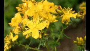 Какую траву НЕЛЬЗЯ давать кроликам