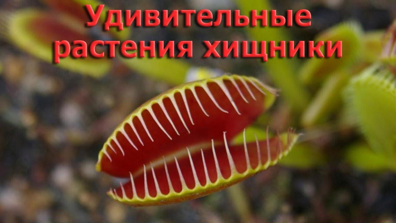 Кусачие цветы