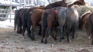 Лошади Тяжеловозы 2014