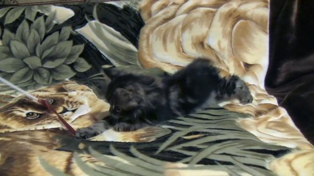 Queen Oka Coon. 1.5 месяца смотреть онлайн