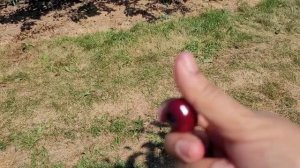 Cherry Picking in Canada - Summer 2022 | Cherry farm tour | Pick your own fruit | Sun Valley Farms