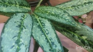 Обзор моих аглаонем!