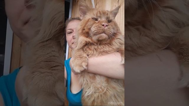 Кот Джокер,Мейн кун.Он очень огромный.Джокер уникальный кот. смотреть онлайн