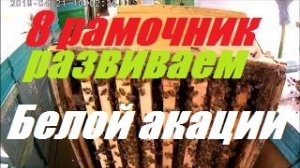 Ускоренное весеннее развития пакетов,семей пчел в корпусных ульях 8 рам к взятку мёда белой акации.