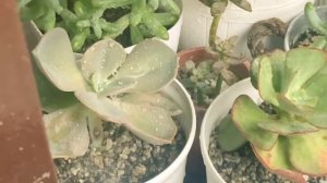 Watering Succulents During Rainy Season