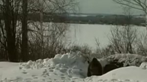 Медведи-шатуны активизировались в Иркутской области