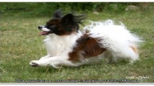 Папильон купить в москве