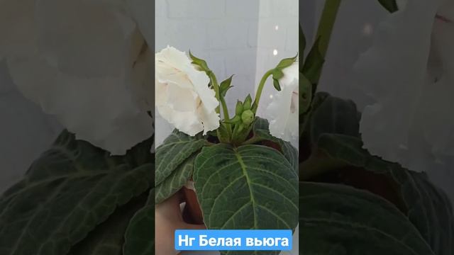 Моя Глоксиния НГ БЕЛАЯ ВЬЮГА