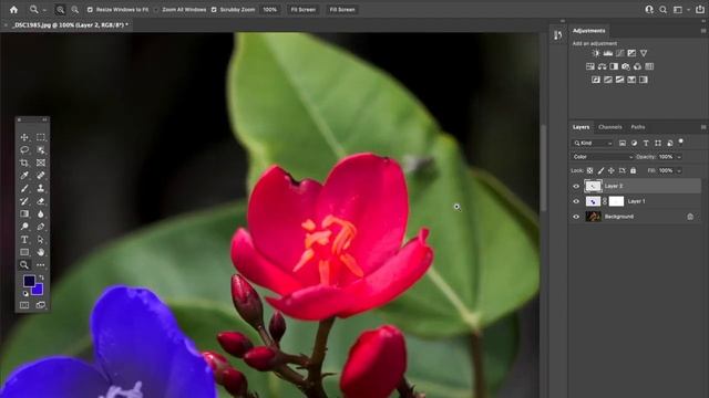 HOW TO CHANGE THE COLOR OF A FLOWER IN ADOBE PHOTOSHOP 2021 смотреть онлайн