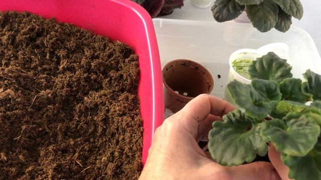 Фиалки к 8 марта. Марафон. 2 часть смотреть онлайн