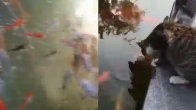 Карпы Кои Украина, рыбки для пруда, koi, koi pond