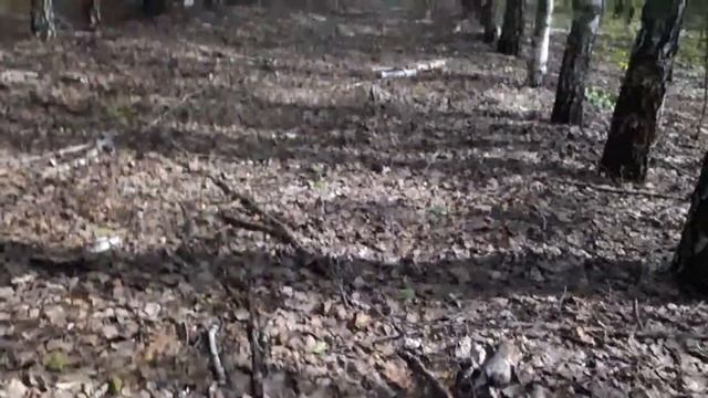 Грибы в конце мая Подберёзовики смотреть онлайн