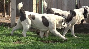 Алабаи. Племенной питомник САО "Ак-Нуккер" г.Самара.Родились щенки.