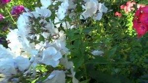 Флокс МАРИЯ - обзор, описание, цветение, отзыв.