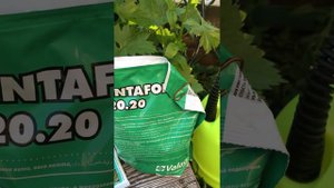 Обработка винограда перед цветением