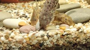 Мои сомы.Торакатум. Крапчатый. Анциструс.