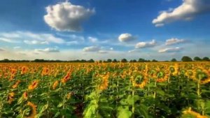 Гой ты, Русь, моя родная - Сергей Есенин (читает Слава Белоцеркович)