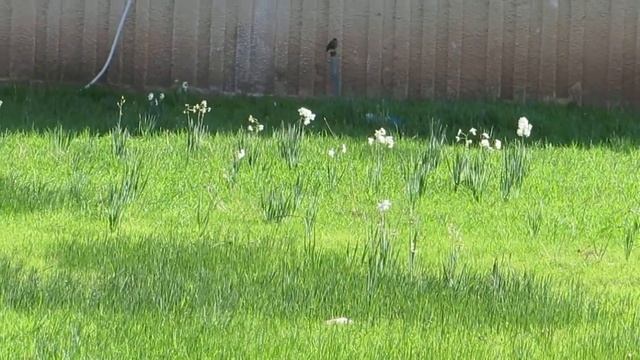 Дикие Нарциссы возле многоэтажки!!!Кирьят-Ям.Израиль смотреть онлайн