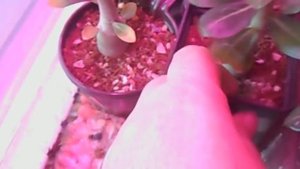 Адениум. Недополив и связанные с ним проблемы