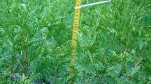 Какая туя растет быстрее? Туя западная Брабант 4-х летка (осень 2018)