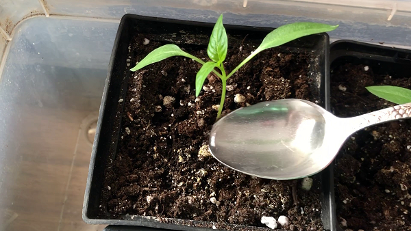 1-ая подкормка рассады перцев