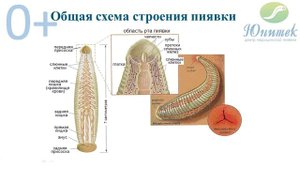 Биология и строение медицинской пиявки.