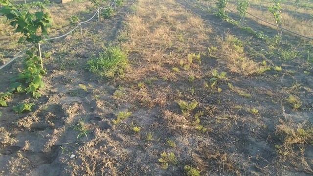 Обработка гербицидами в маточном саду. Результат обработки смотреть онлайн