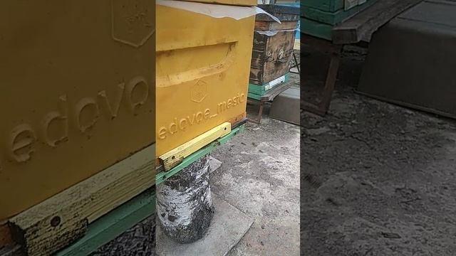 Вечер настал пчелы несут свежую пыльцу (хлеб) в ульи.