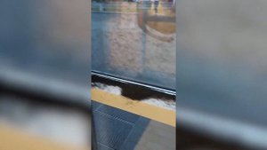 Нашествие мошек: почему их так много и когда это закончится