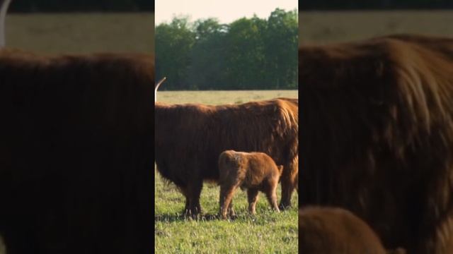 мохнатая корова с теленком??? смотреть онлайн