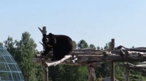 Как слезает гималайский медведь Средний