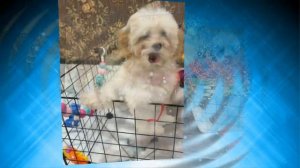 щенки мальтипу