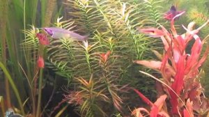 Аквариум травник с барбусами. Это возможно.