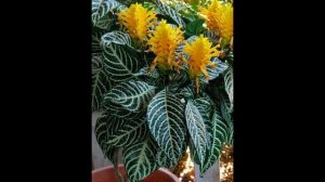 Афеландра. Декоративное комнатное растение