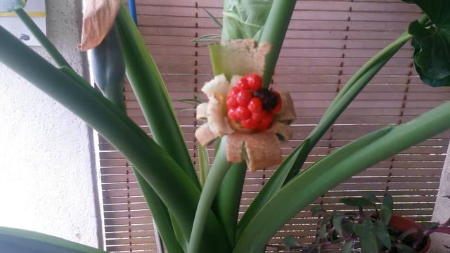 Alocasia with red fruit and 11 leaves. NEW RECORD. Alocasia con 11 hojas y el fruto rojo. смотреть онлайн