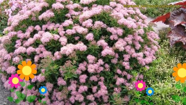 Спирея японская. Краткий обзор, описание характеристик spiraea japonica