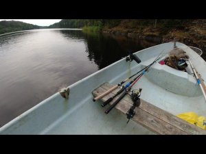 Дуплет на окуня