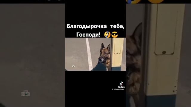 пёс-смешные моменты ??✌️ смотреть онлайн