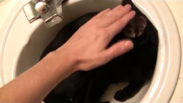 Bombay Cat Makes AWESOME Pet! смотреть онлайн