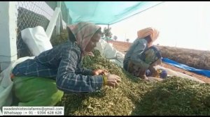 Stevia Harvest Sorting and Removal of Steams