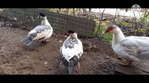 Плечистый окрас мускусной утки, за и против//ответы на ваши вопросы