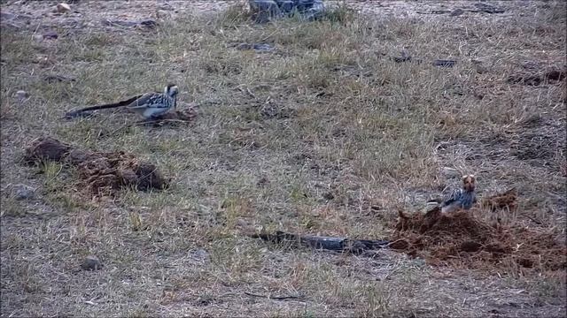 Africam. Red-billed Hornbill - Африка. Красноклювый Носорог смотреть онлайн